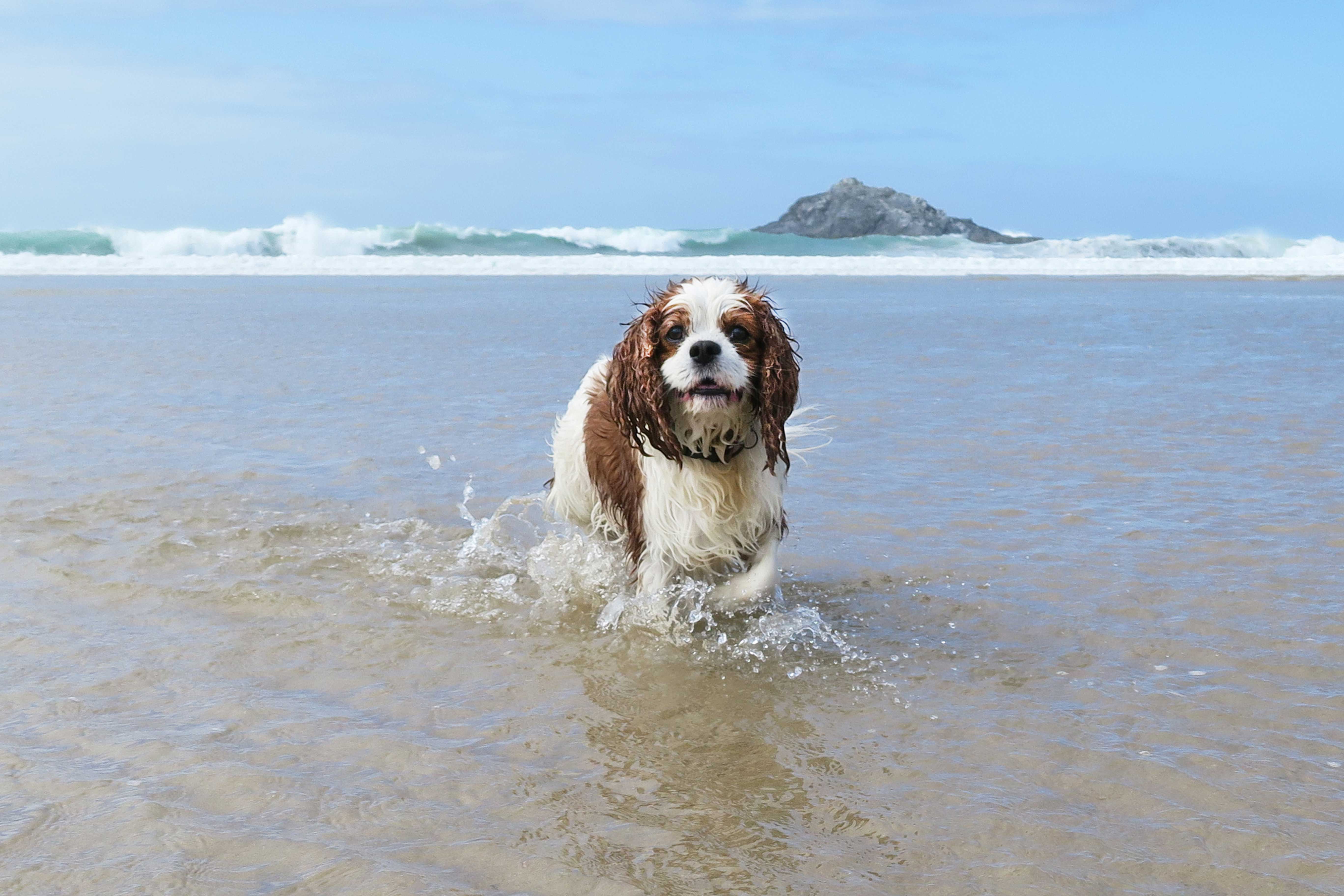 melissa-carne-top-3-dog-friendly-beaches-in-cornwall-england