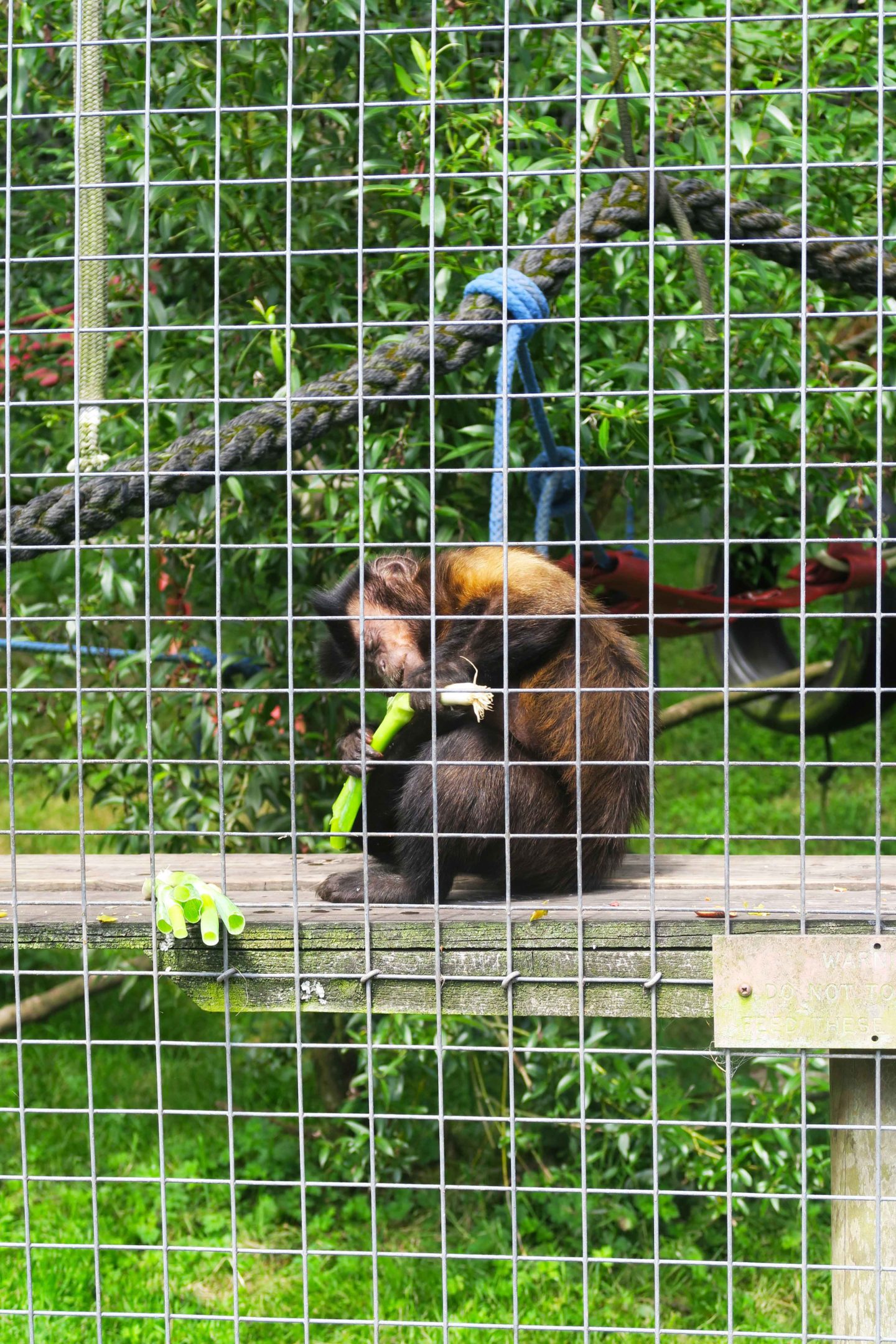 capuchin with leek in looe monkey sanctuary in cornwall