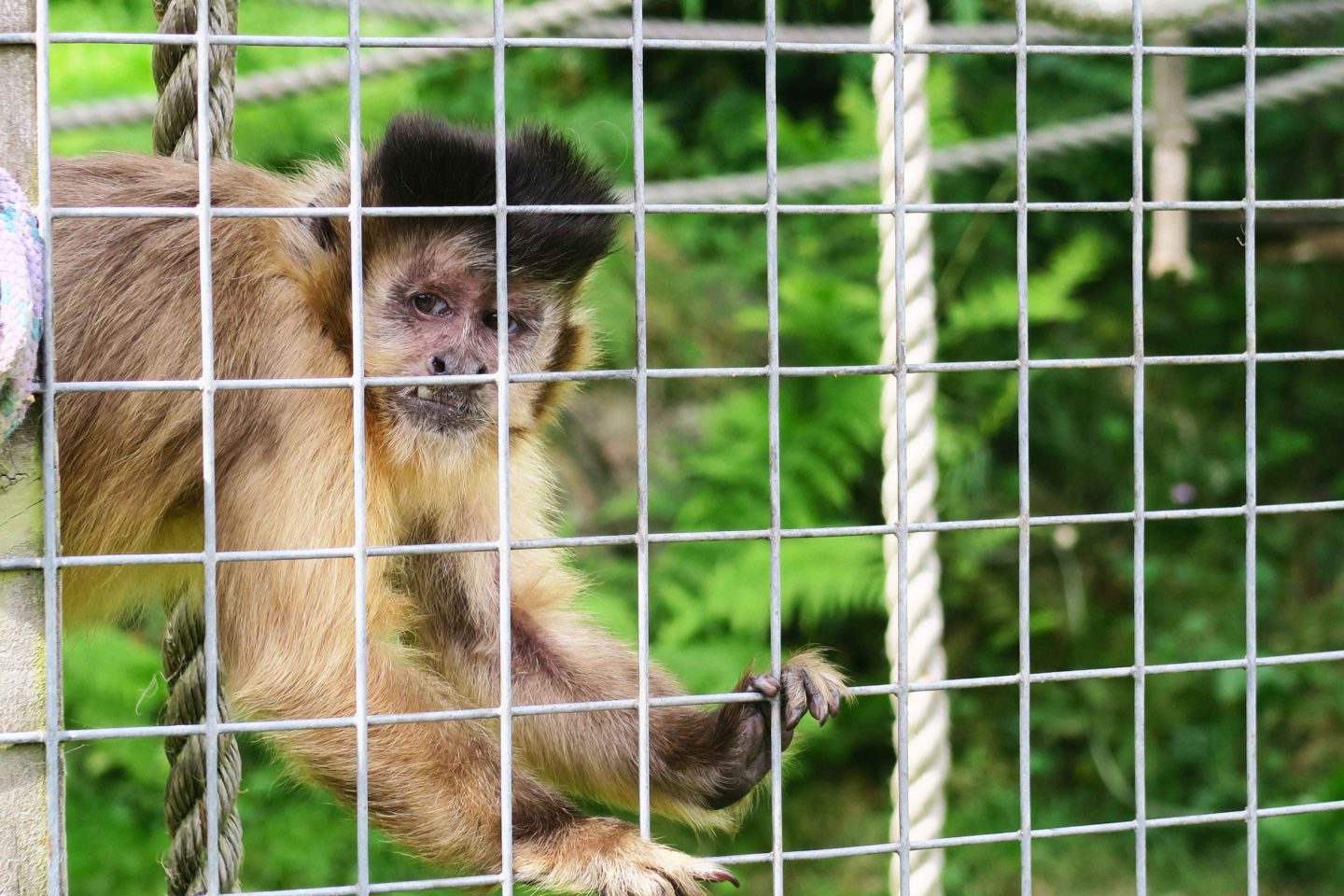 capuchin monkey in a cage in the monkey sanctuary located in looe, cornwall