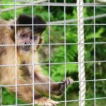 capuchin monkey in a cage in the monkey sanctuary located in looe, cornwall