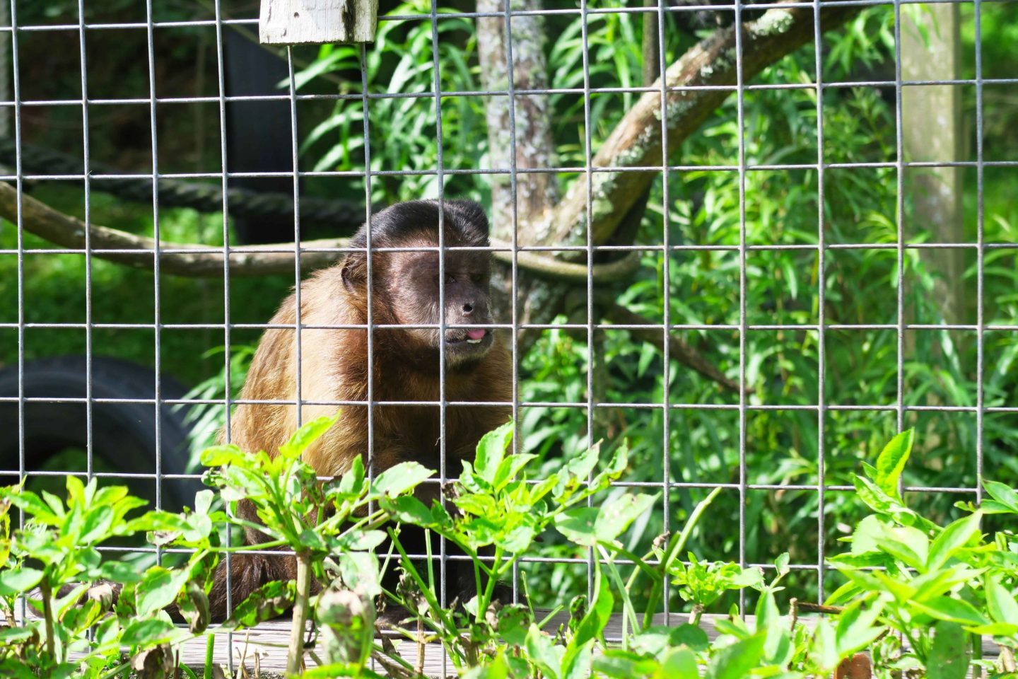 capuchin monkey in looe monkey sanctuary in cornwall