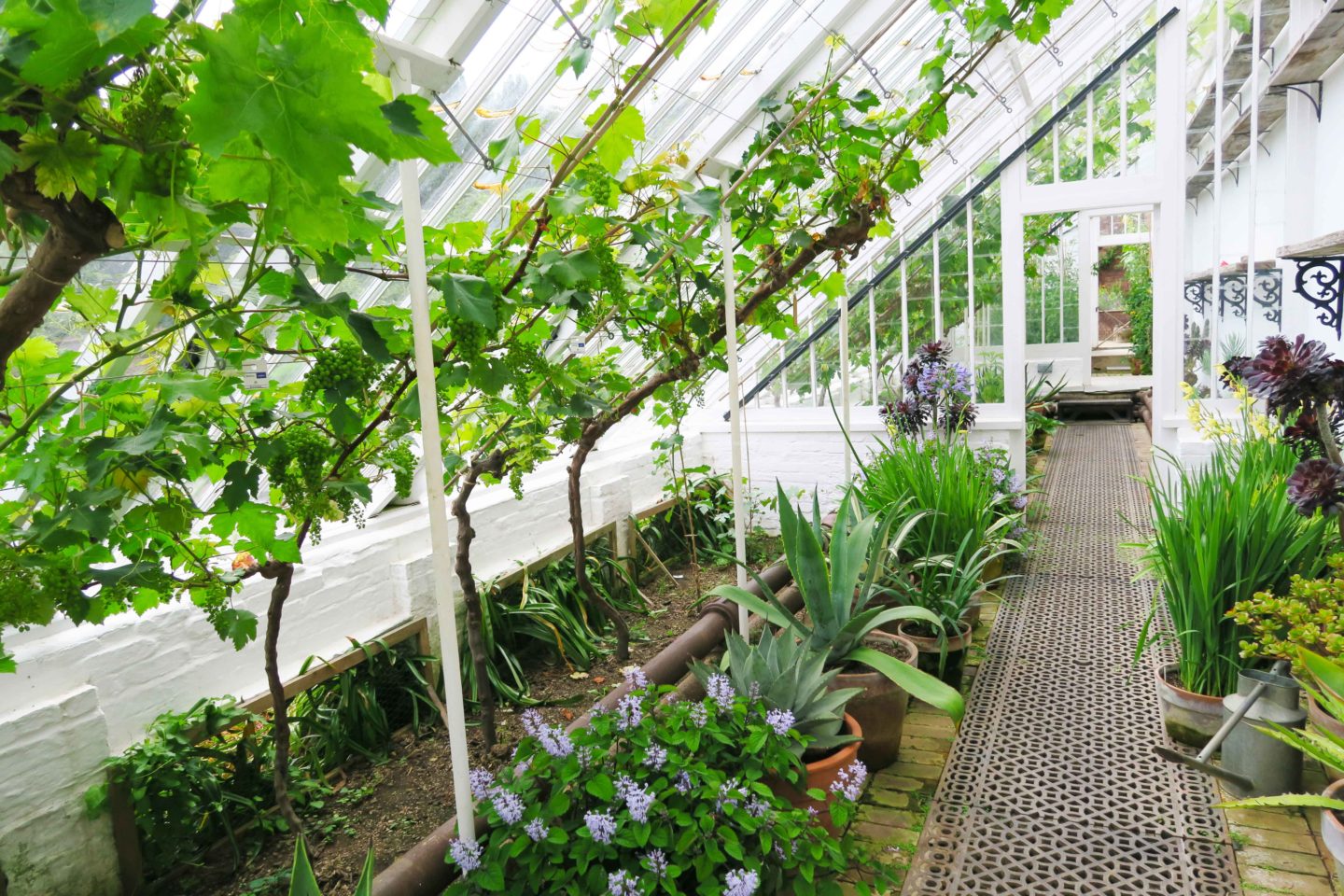 white greenhouse with vines and plants in the lost gardens of heligan in cornwall
