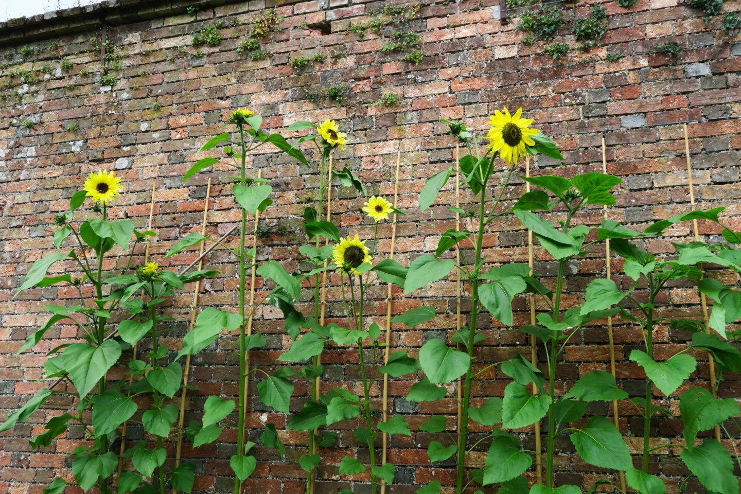 sunflower against brick wall at the lost gardens of heligan in cornwall