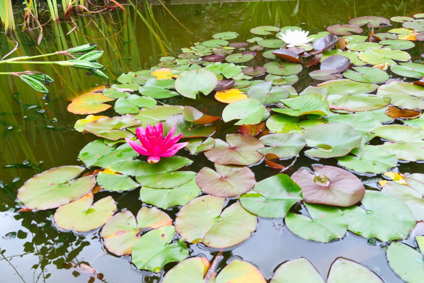 water lillies with pink and white flower in a pond at the lost gardens of heligan in cornwall