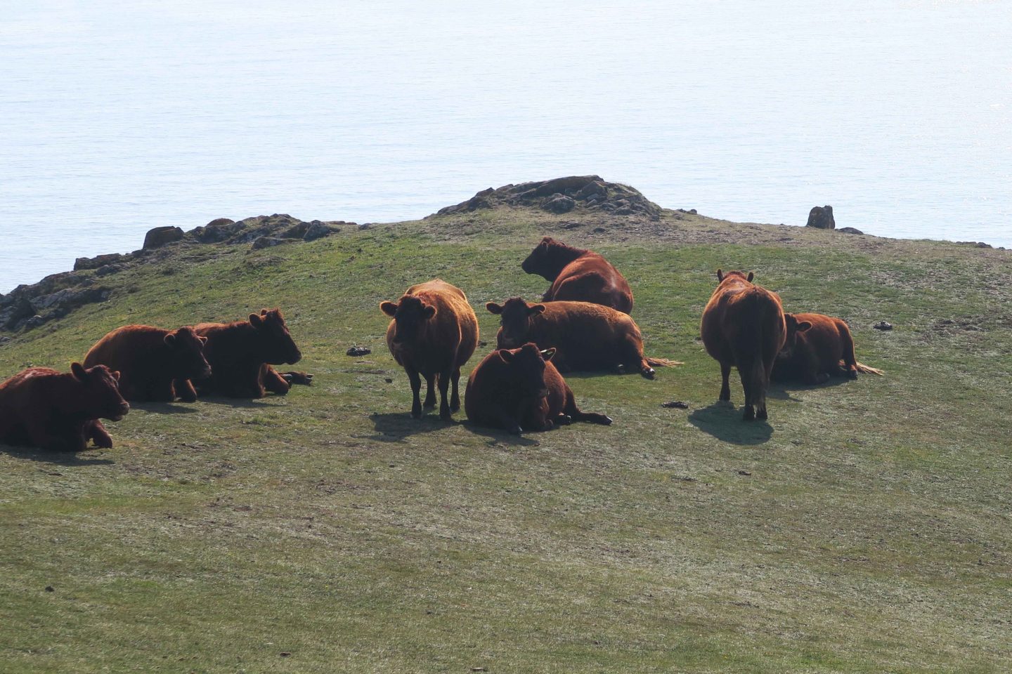 brown cows on the headland at kynance cove in cornwall