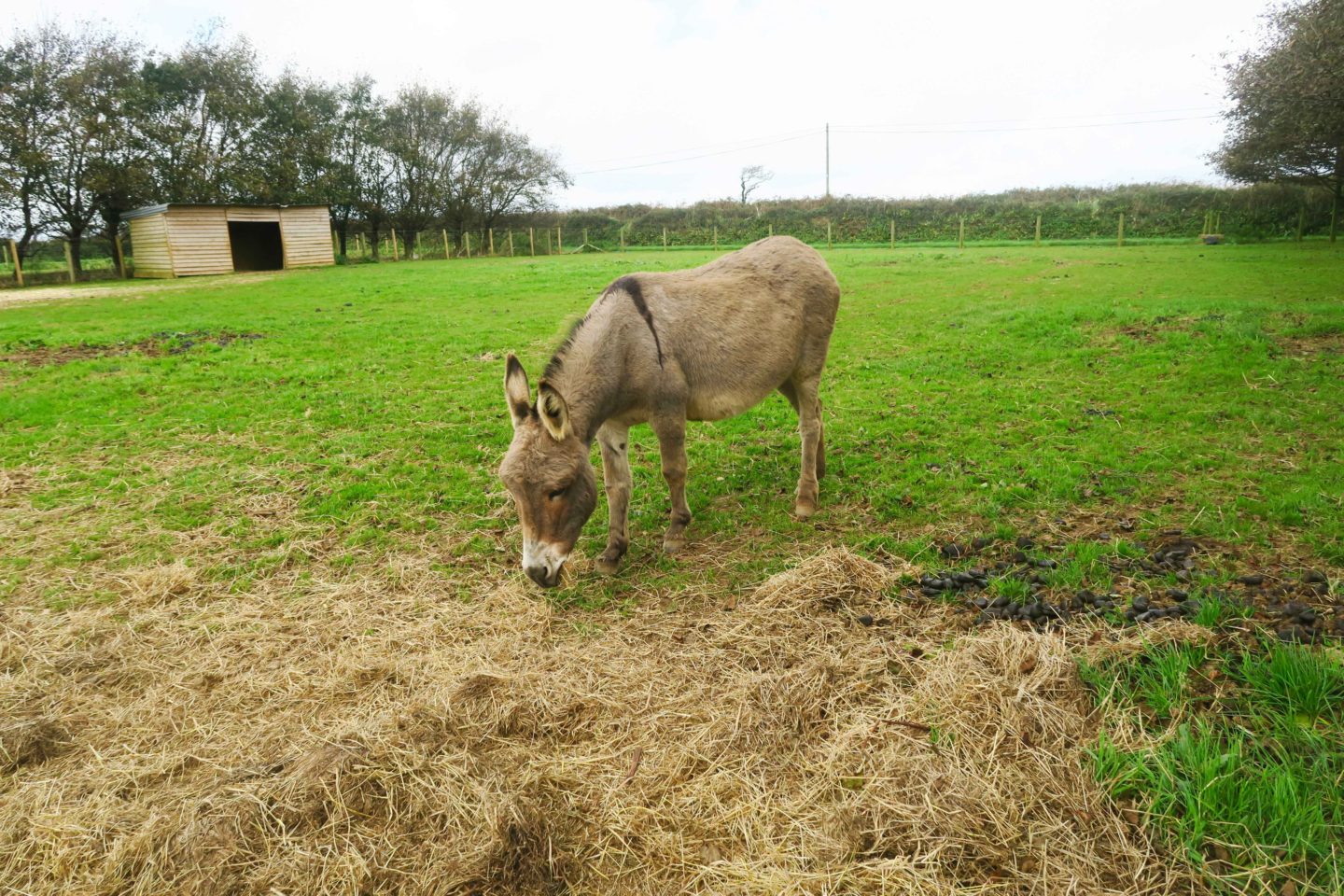 donkey in trevaskis farm in cornwall