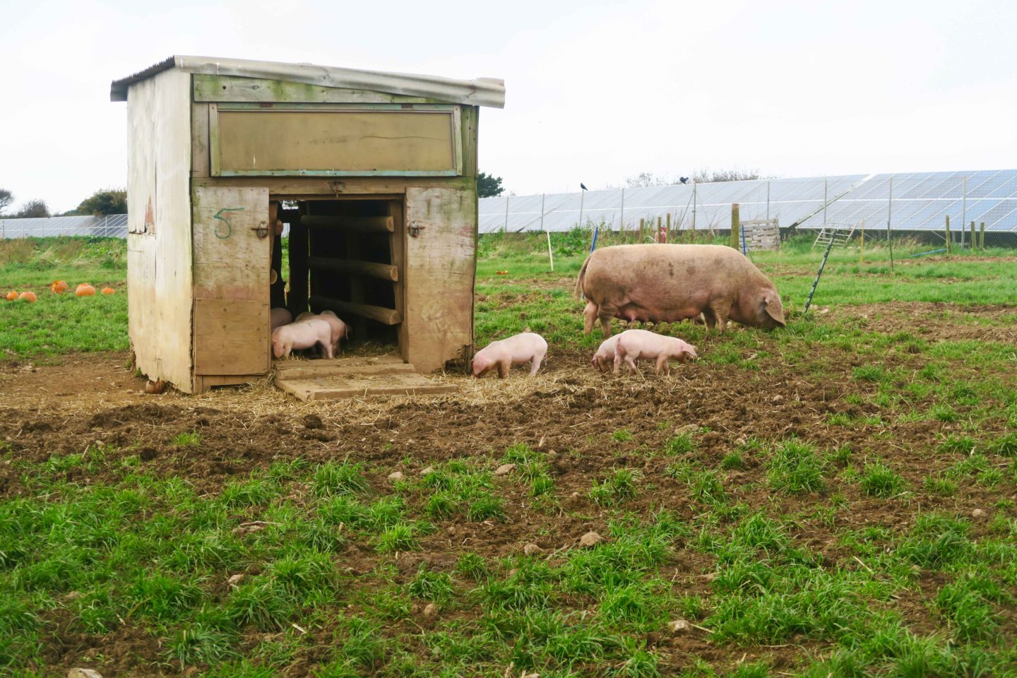 pigs and piglets at trevaskis farm