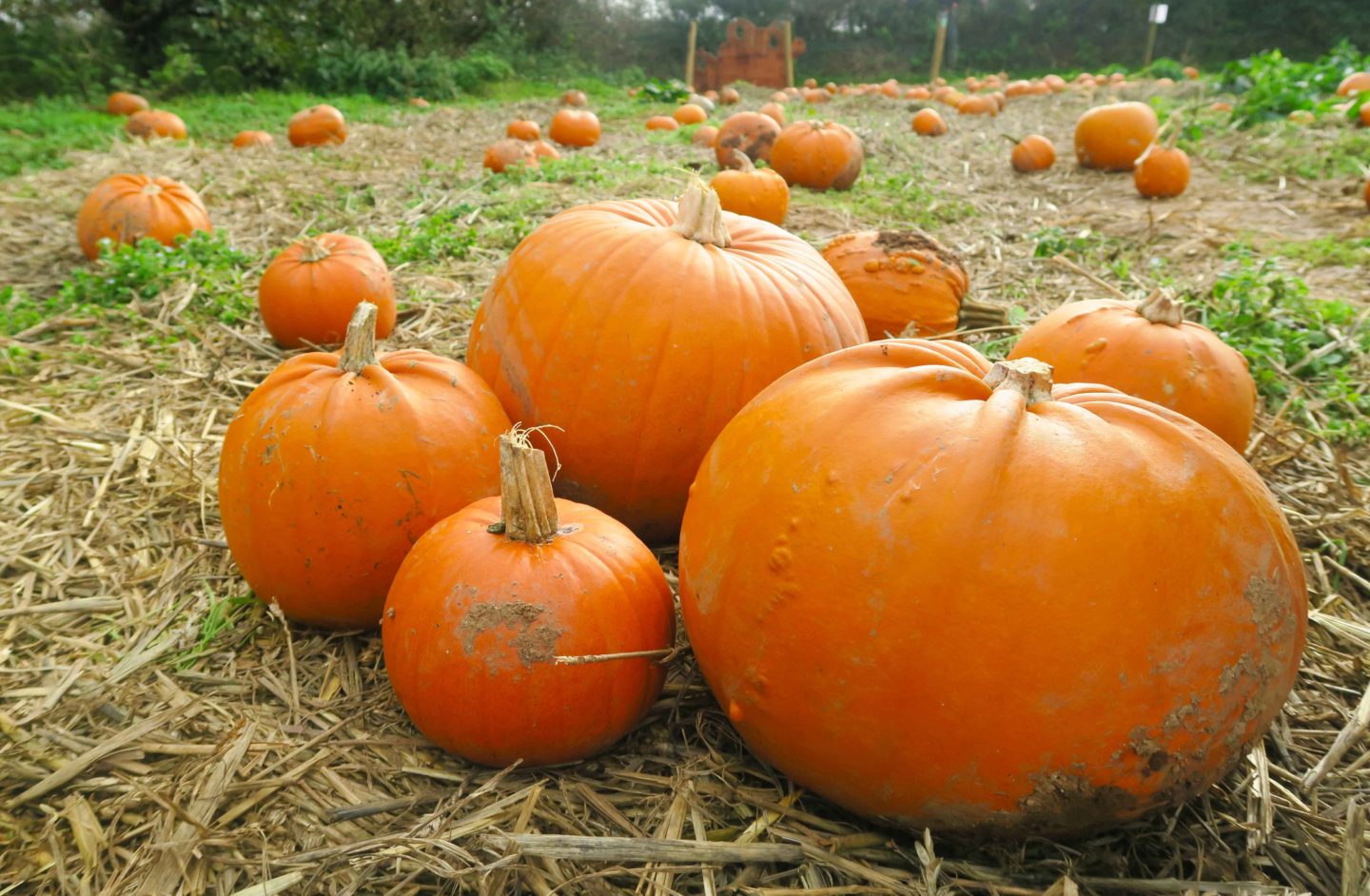 pumpkins picking at trevaskis farm in cornwall