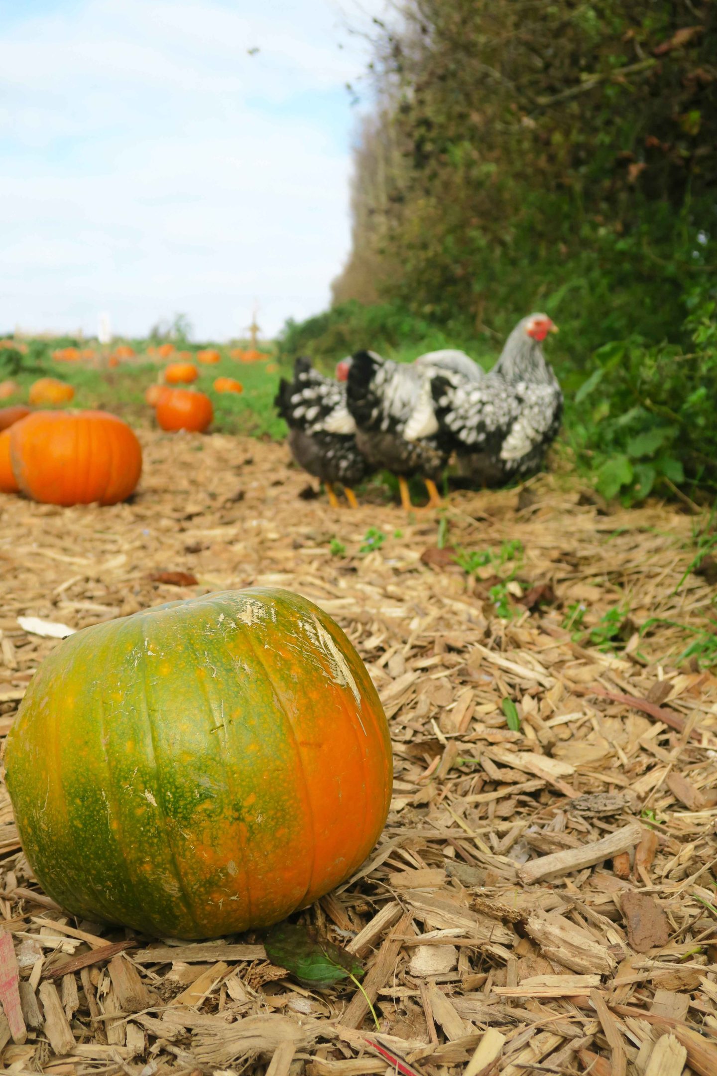 pumpkins on farm with chickens at trevaskis in cornwall
