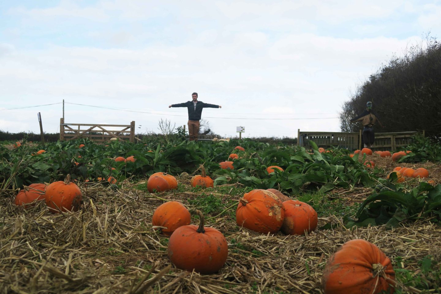 pumpkins on farm with man scarecrow at trevaskis