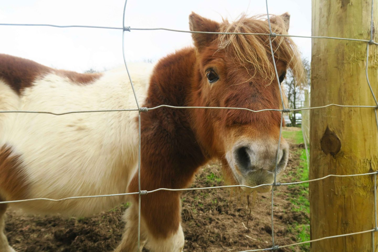 shetland pony on travskis farm in cornwall