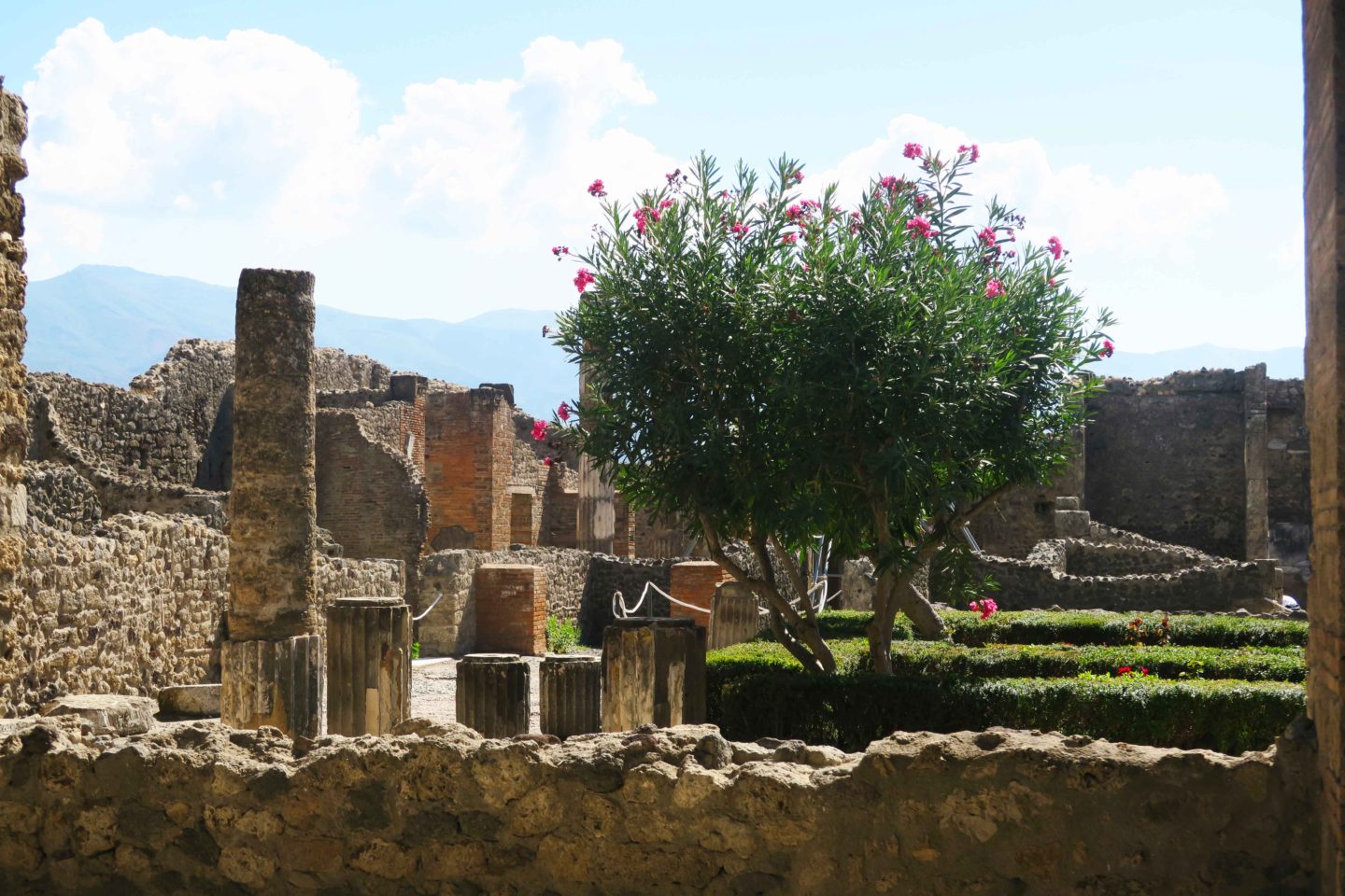 pompeii ruins with plant
