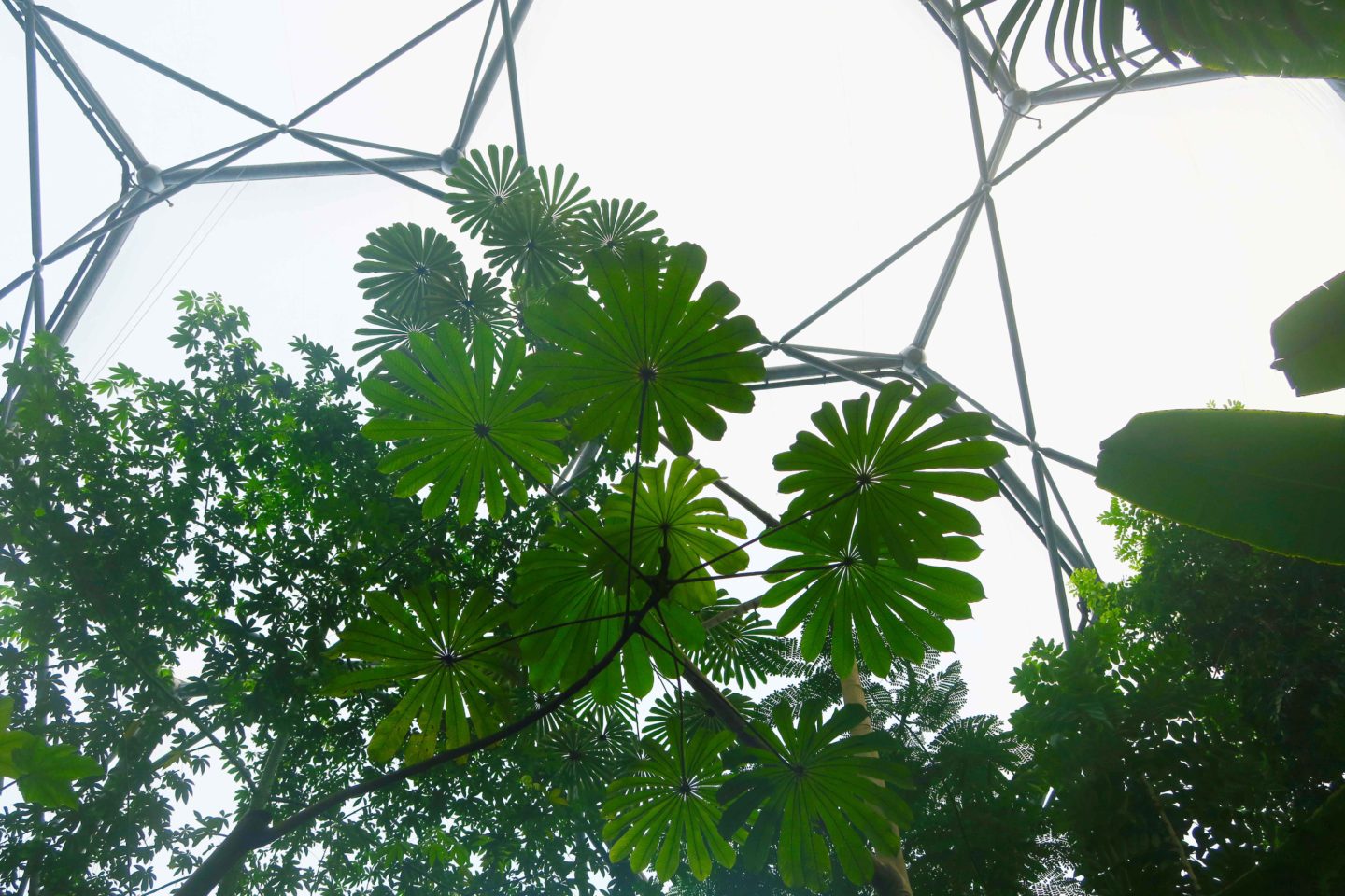 eden project rainforest biome plants