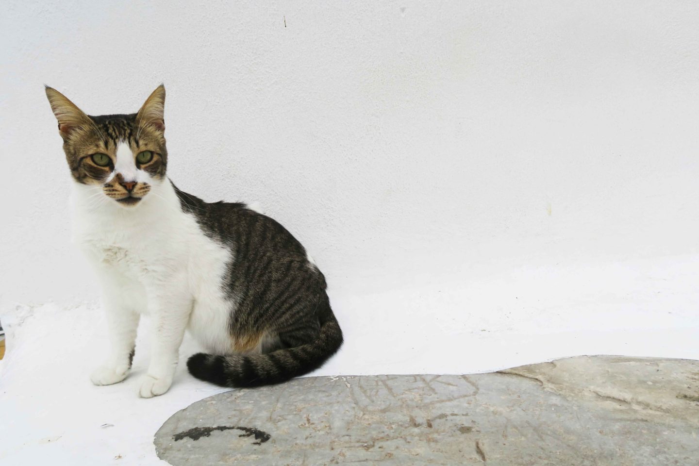 tabby cat sitting on white wall in mykonos town in greece