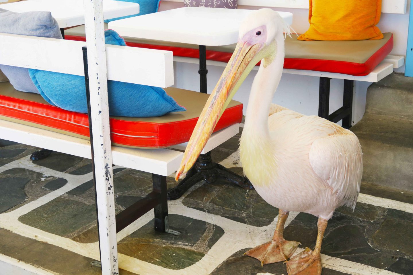 famous pelican in mykonos town in greece