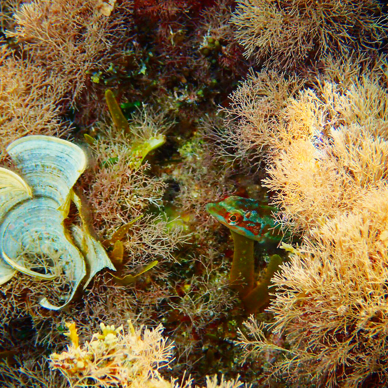 underwater-photography-mykonos-fish