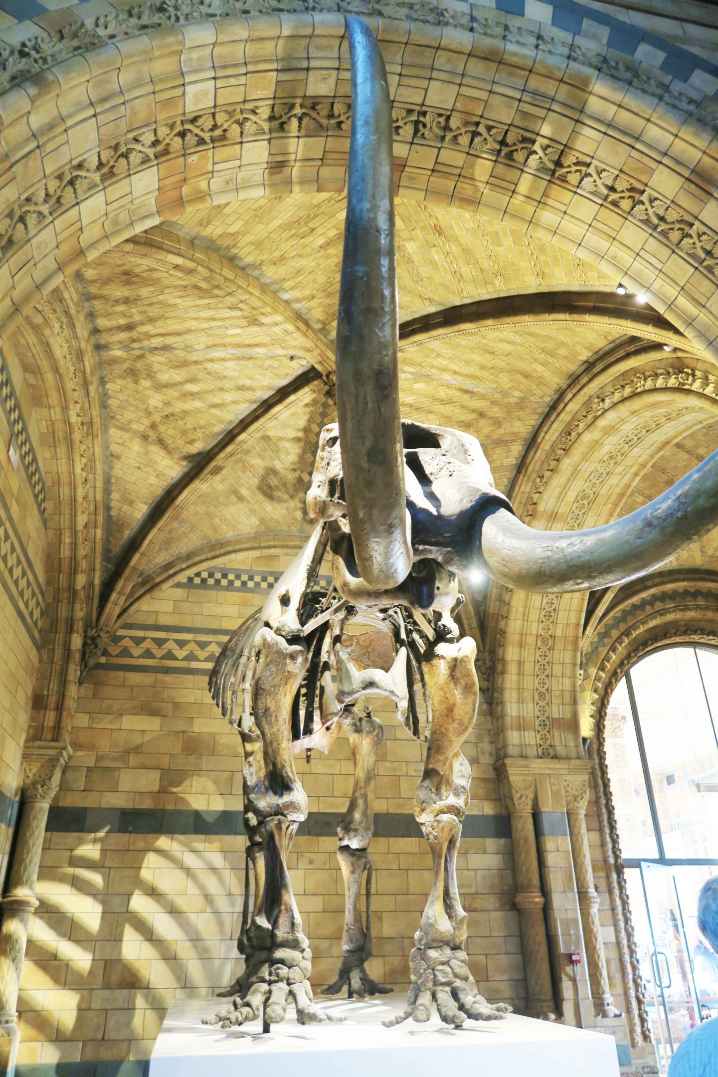 natural history museum mammoth skeleton