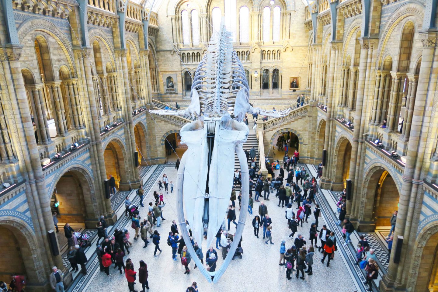 natural history museum whale skeleton