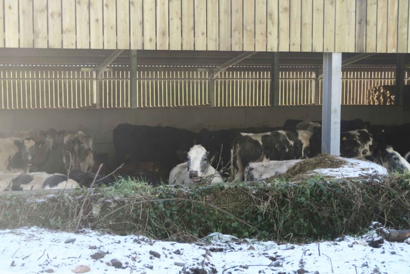 beast from the east cows