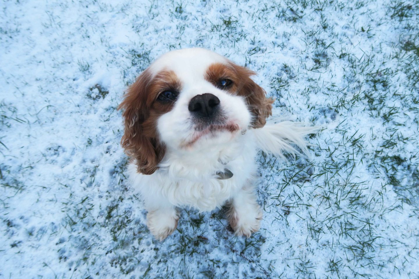 cavalier king charles spaniel in snow puffing cheeks in snow in cornwall