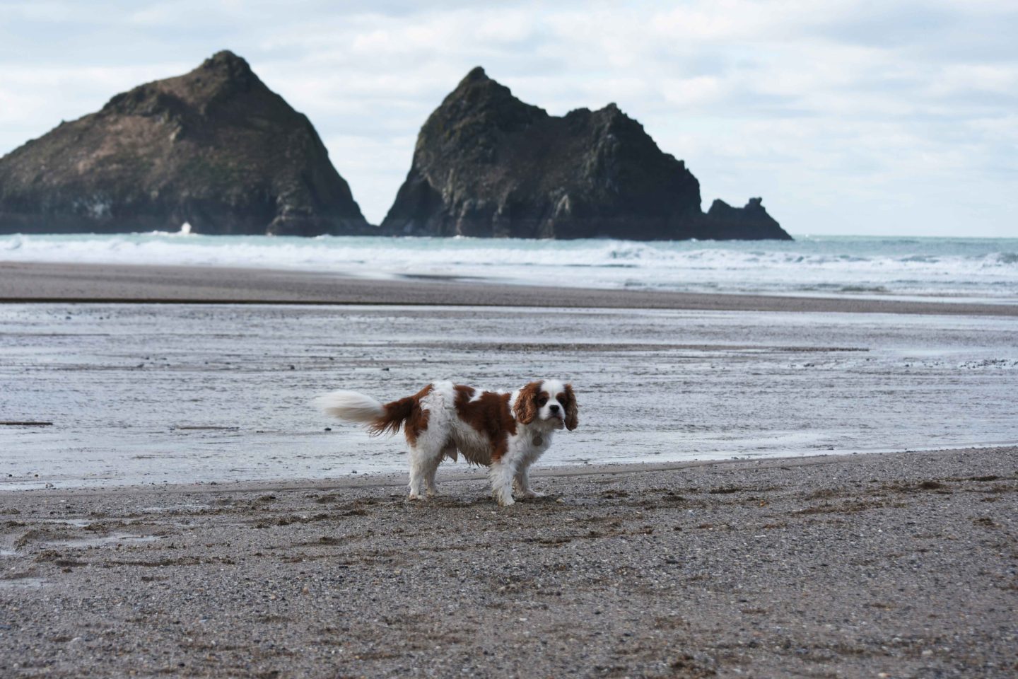 holywell bay dog in river