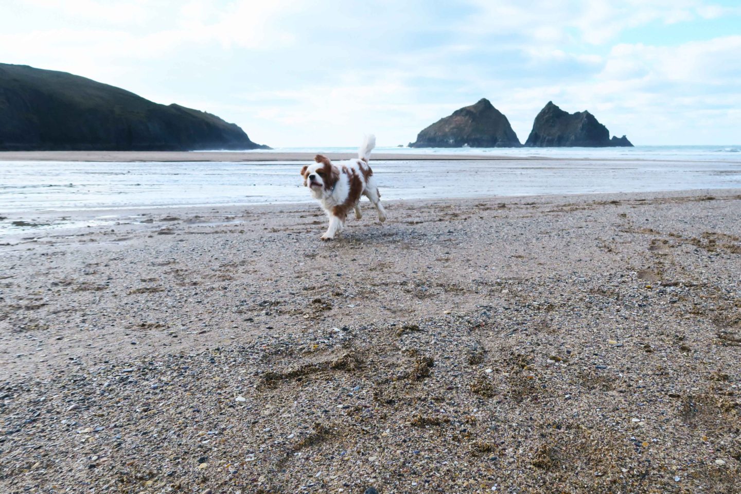 holywell bay dog running on beach