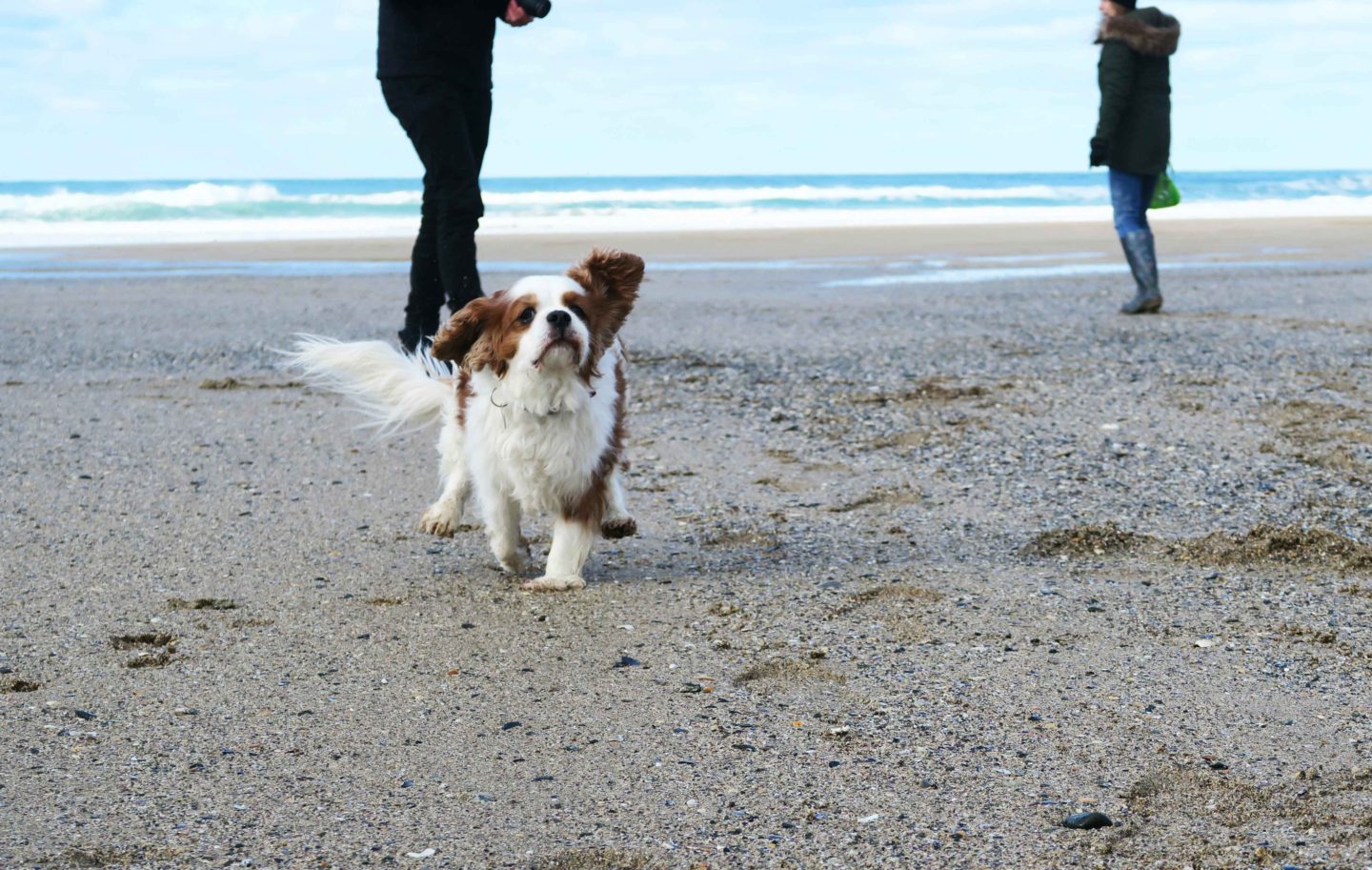 holywell bay dog running on beach with people