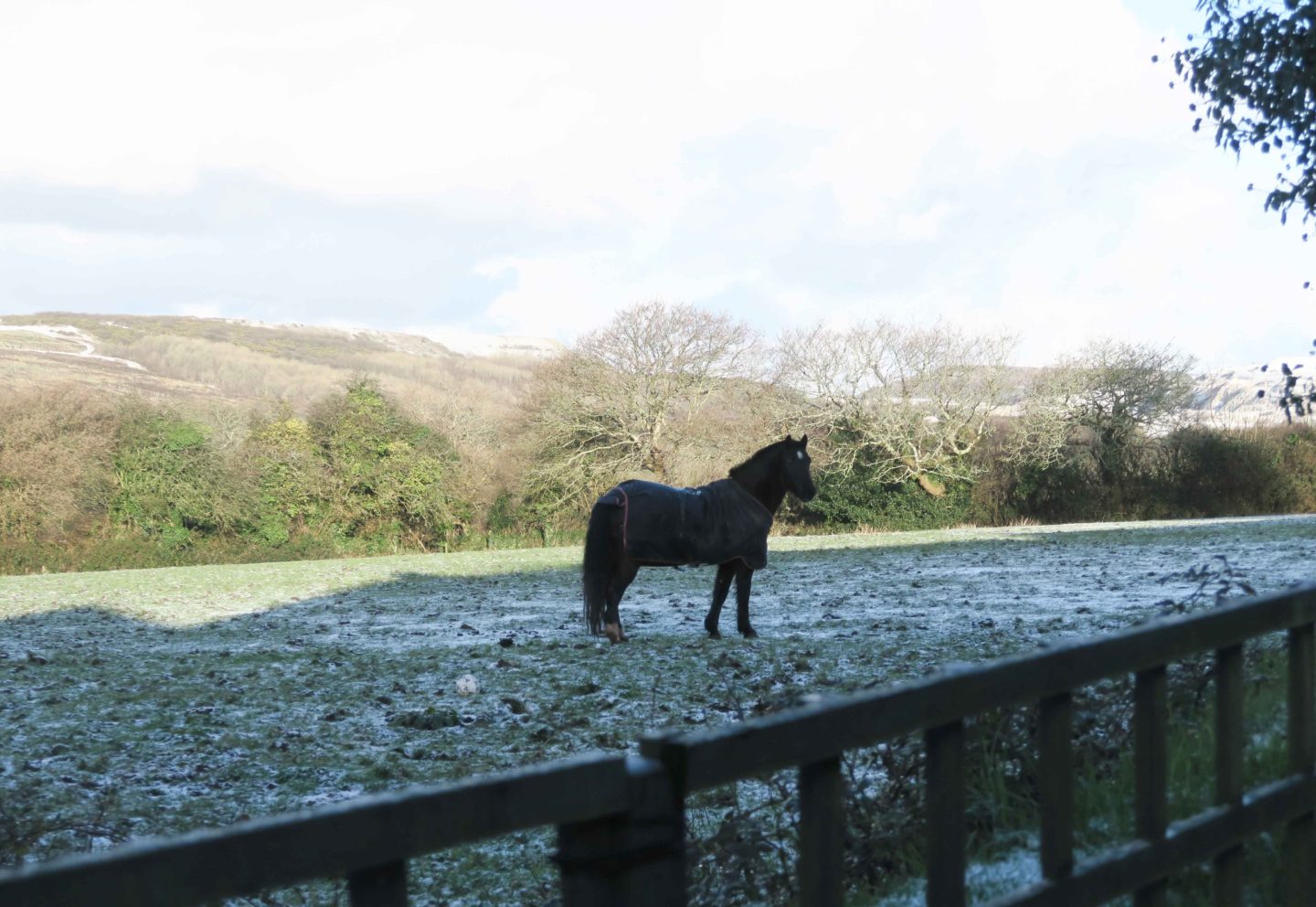 horse in snowy field in cornwall