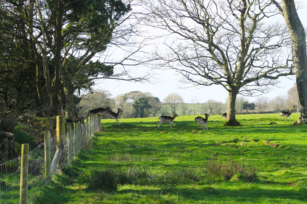 mount edgcumbe deer jumping fence in cornwall