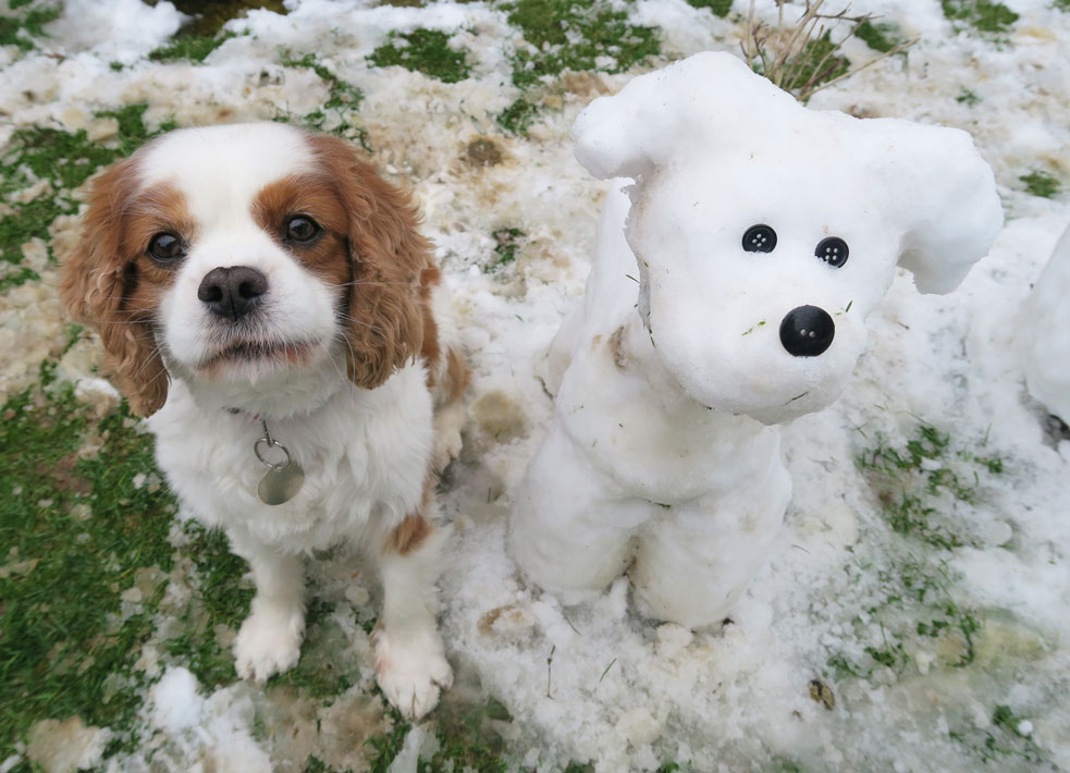 snow dog and real dog