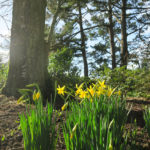 trelissick gardens daffodils