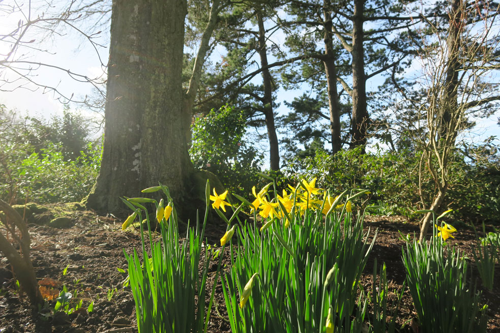 trelissick gardens daffodils