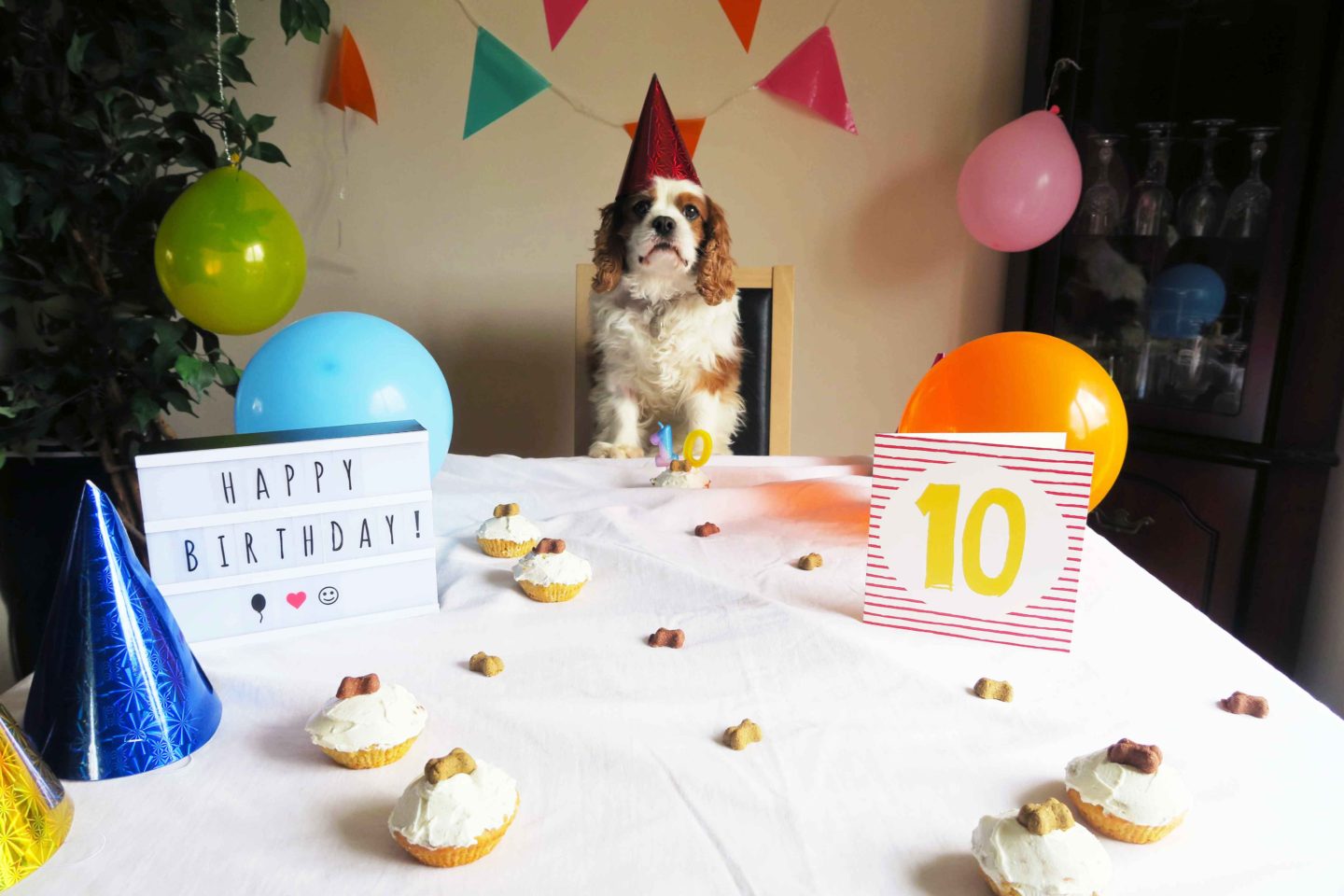 dog celebrating tenth birthday with pupcakes