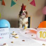 cavalier king charles spaniel wearing party hat
