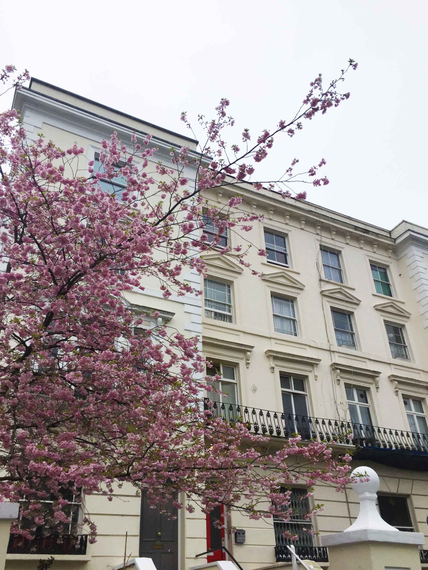 pink blossom on a tree in notting hill