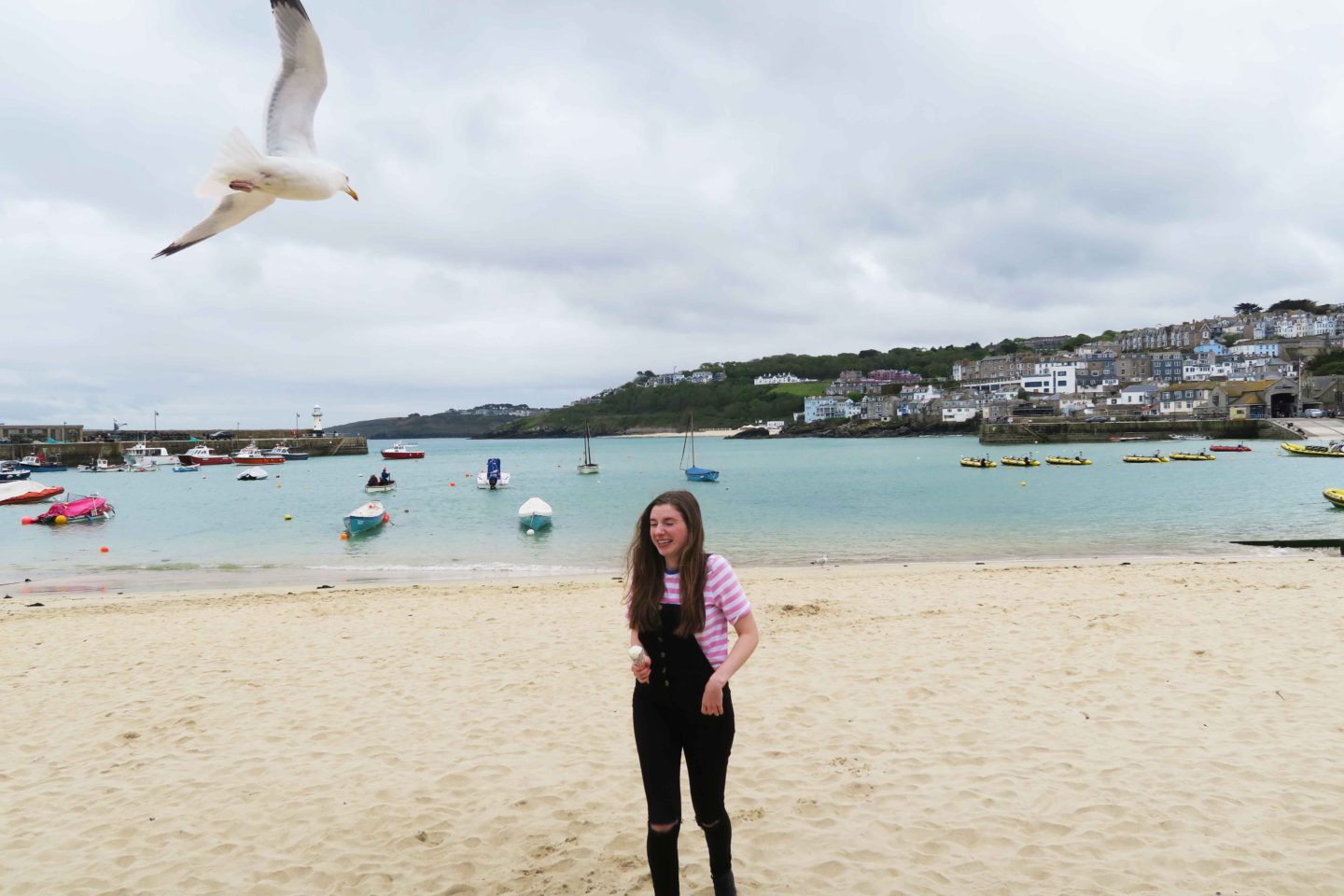 seagull attack on beach in cornwall