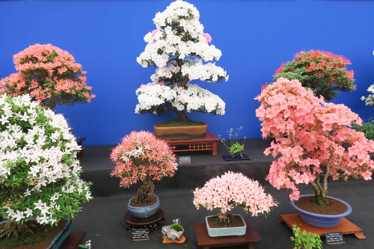 bonsai trees in the flower show tent