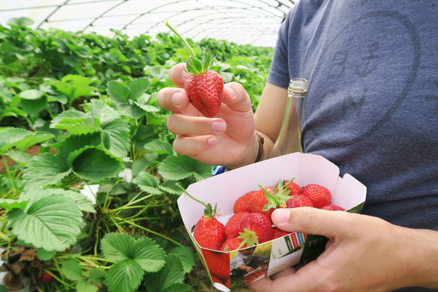strawberry picking trevaskis farm