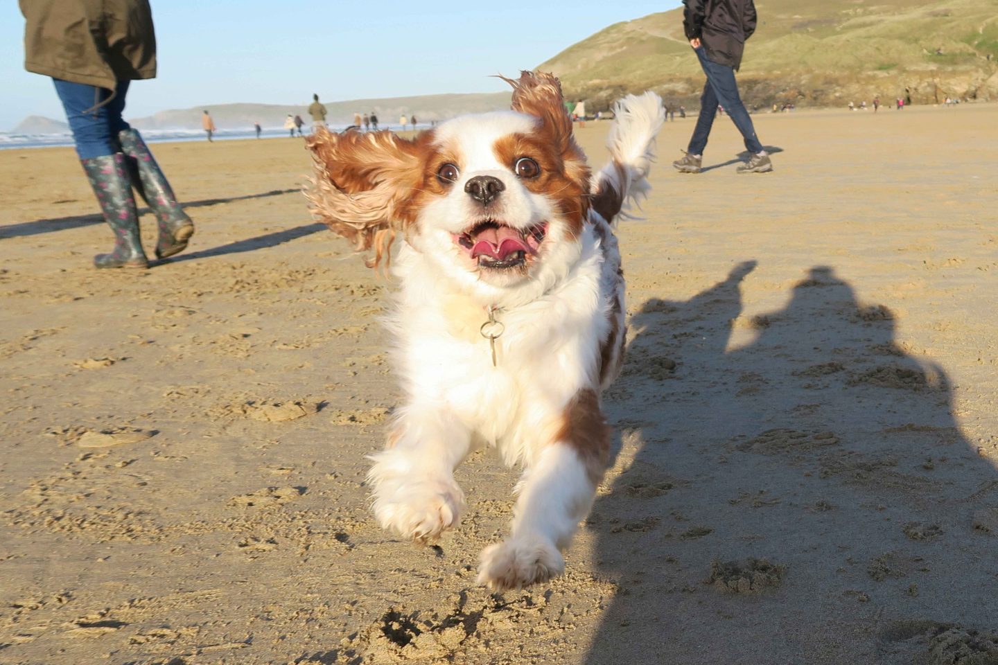 cavalier-running-on-beach