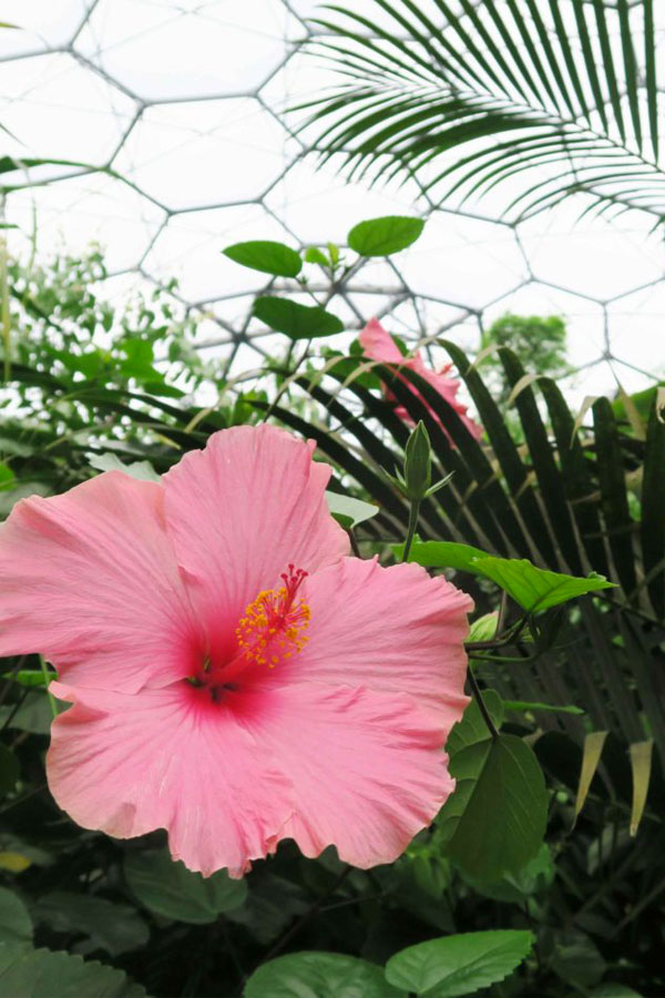 pink hibiscus flower at the eden project in cornwall