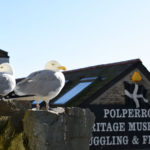 seagulls sat on wall in front of polperro vintage museum of lugging and fishing