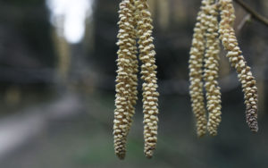 macro shot of plant at cardinham woods in cornwall