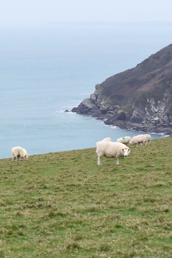 sheep on headland at lantic bay in cornwall