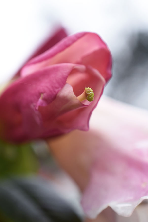 macr shot of pink flower at glendurgan gardens in cornwall