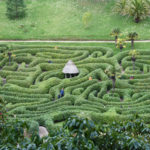 glendurgan garden maze in cornwall