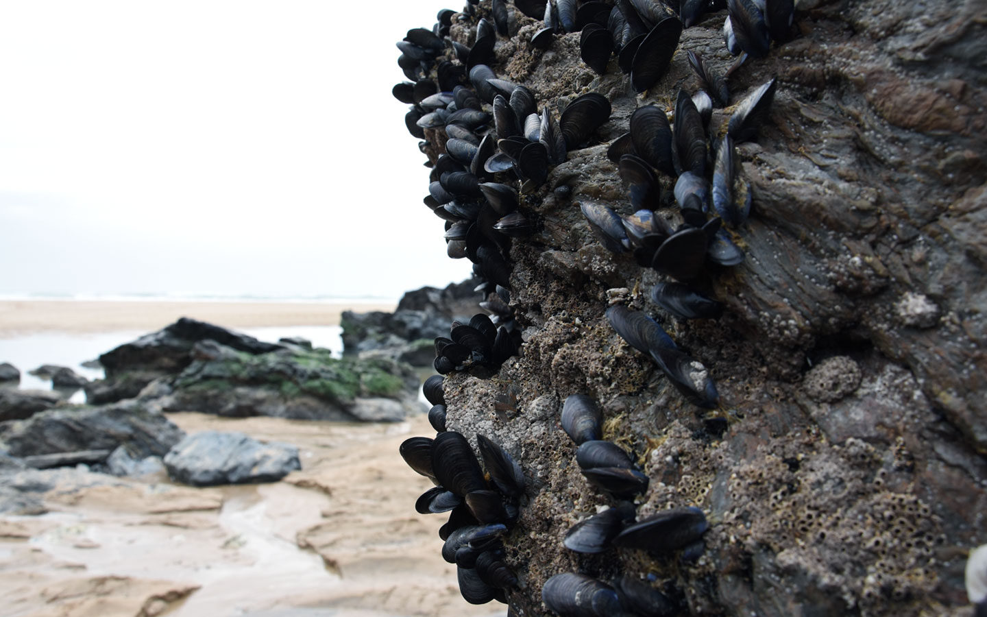 mussels on rock at bedruthan steps in cornwall