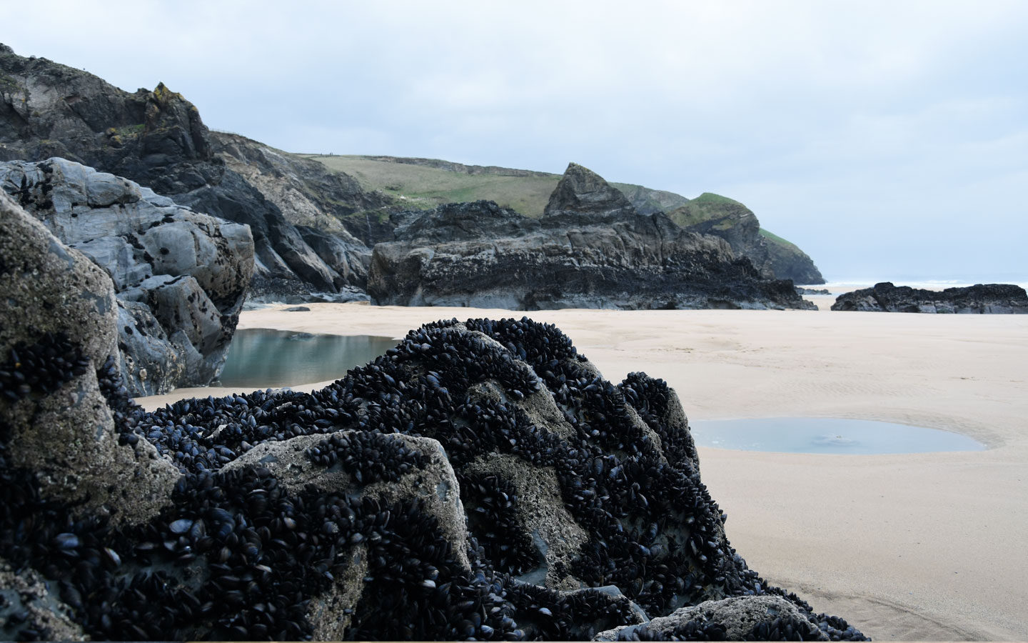 mussels on rocks at bedruthan steps in cornwall