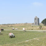 herd of sheep grazing in front of engine house on bodmin moor near minions in cornwall
