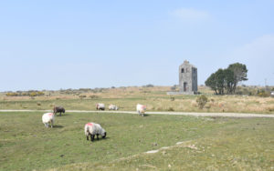 herd of sheep grazing in front of engine house on bodmin moor near minions in cornwall