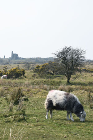 sheep and engine house on bodmin moor in cornwall